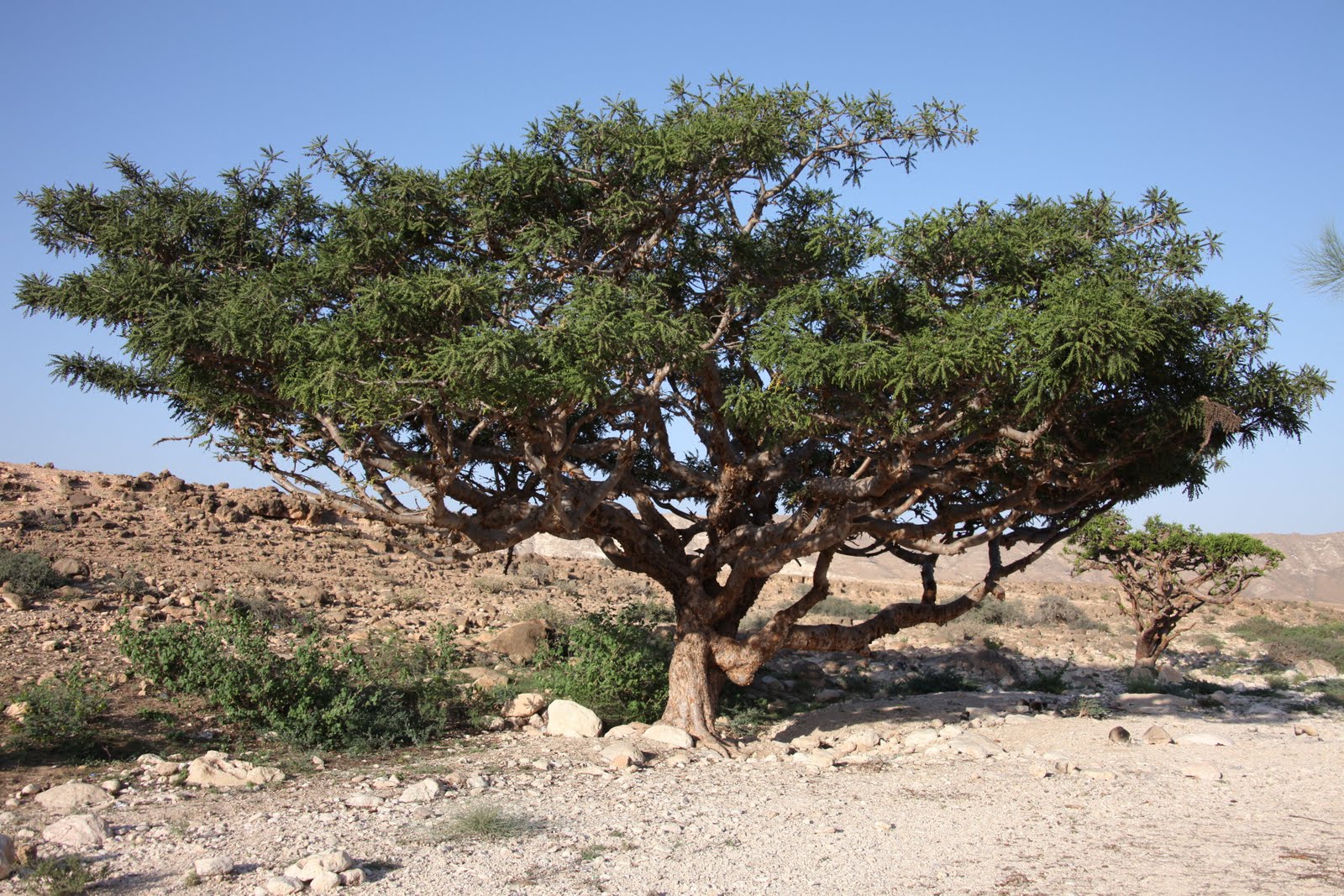 Frankincense Essential Oil