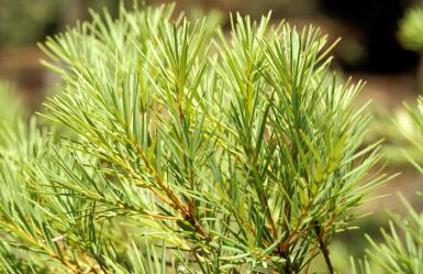 Tea Tree essential oil