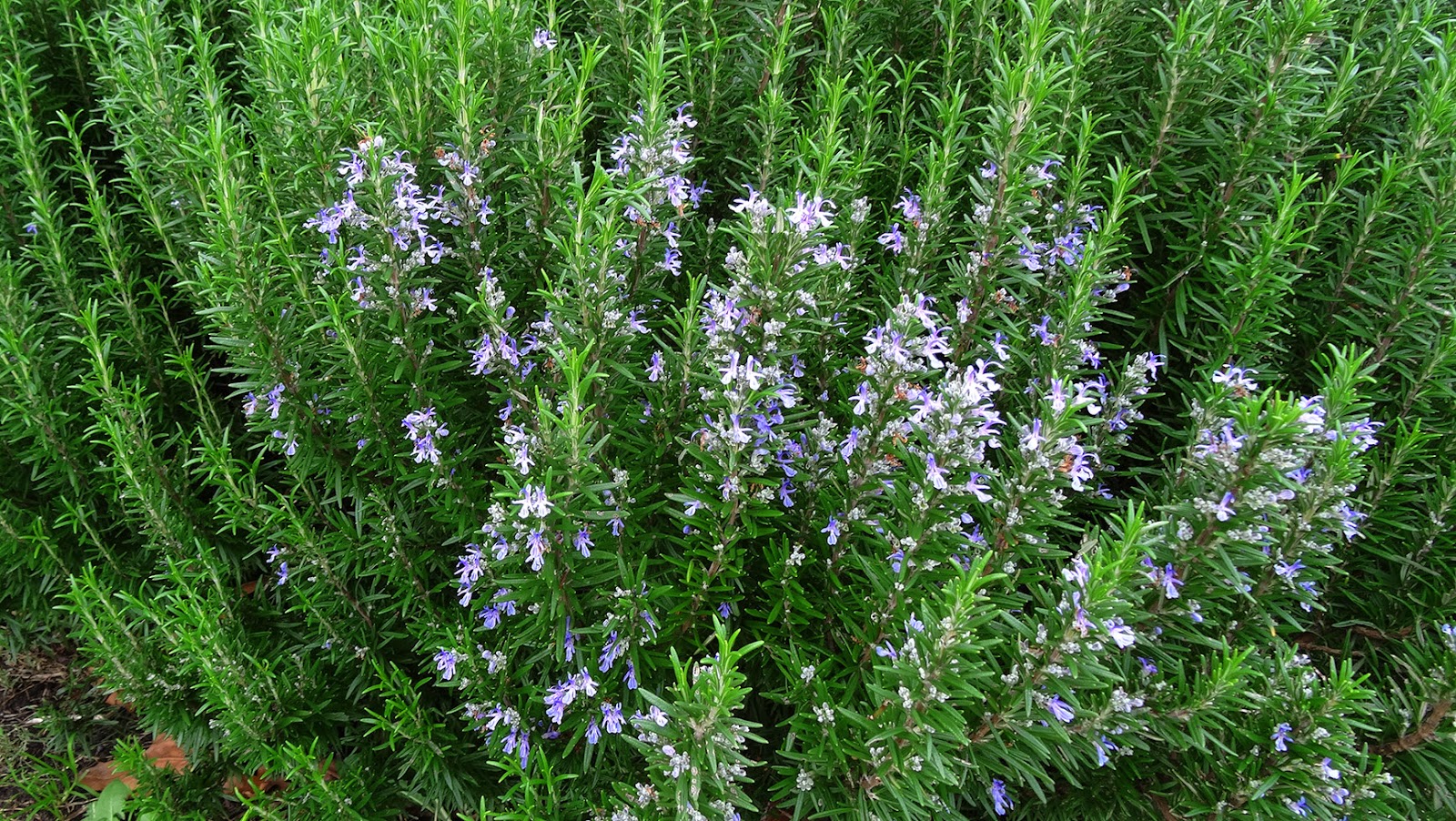 Rosemary Essential Oil