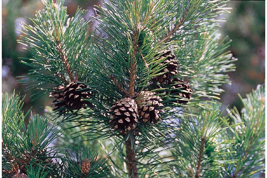 Pine Essential Oil