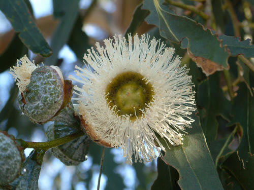 eucalyptus globulus