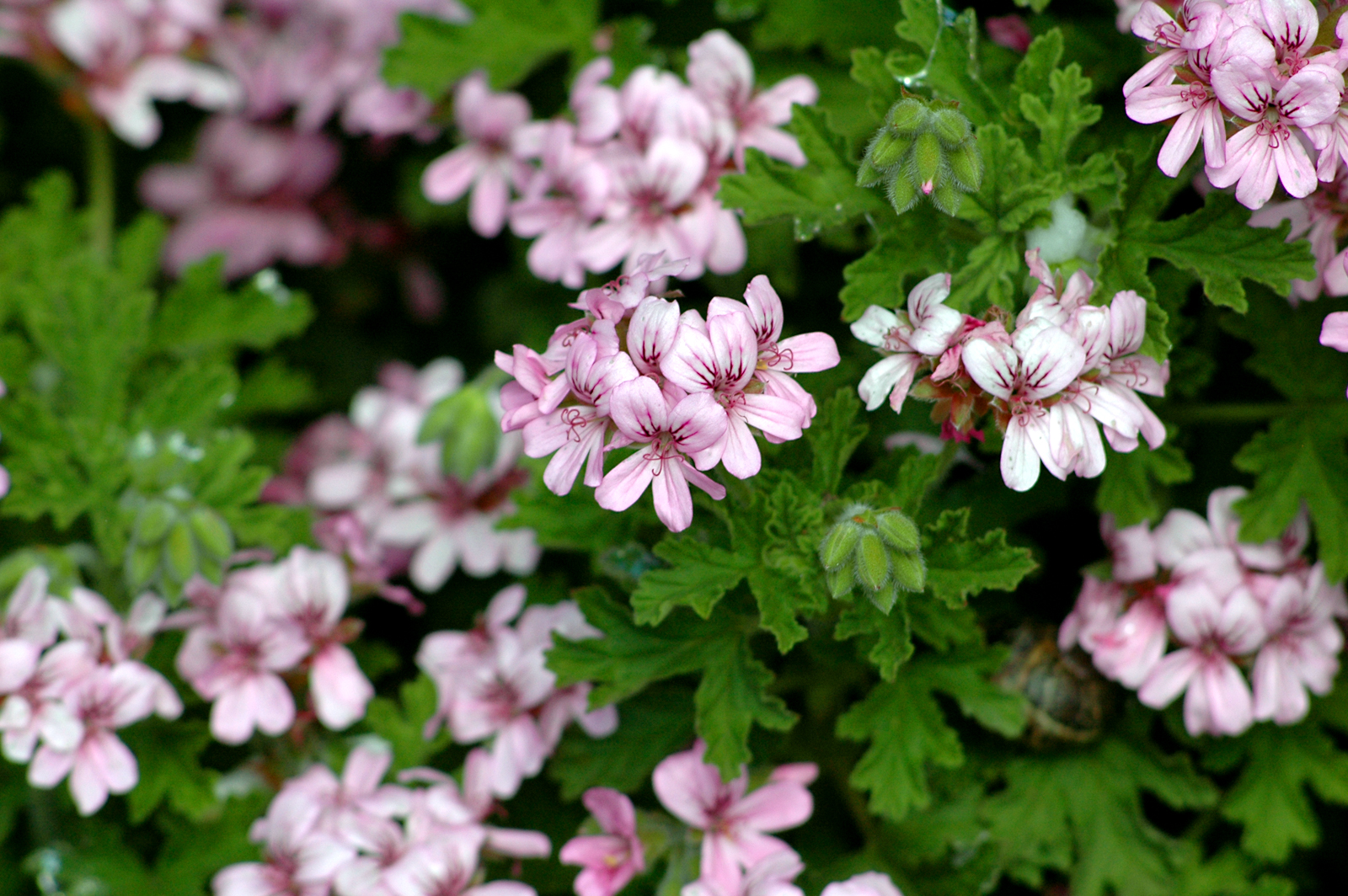 Geranium Essential Oil