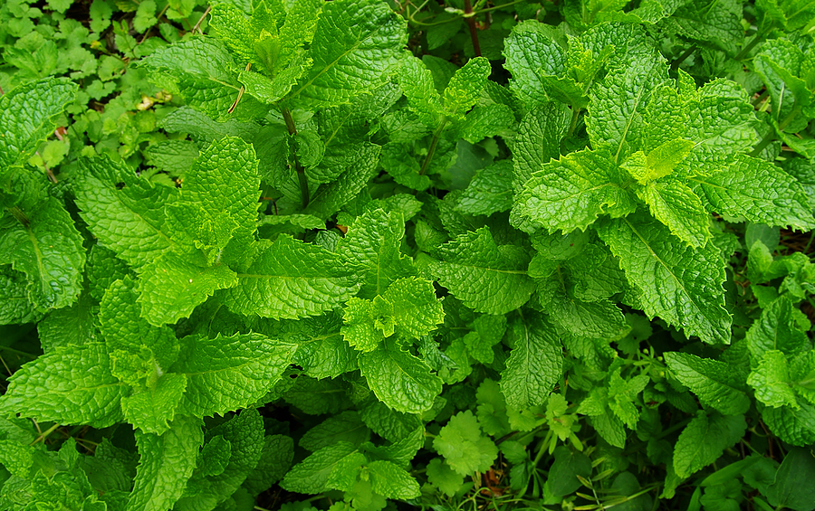 Peppermint Essential Oil