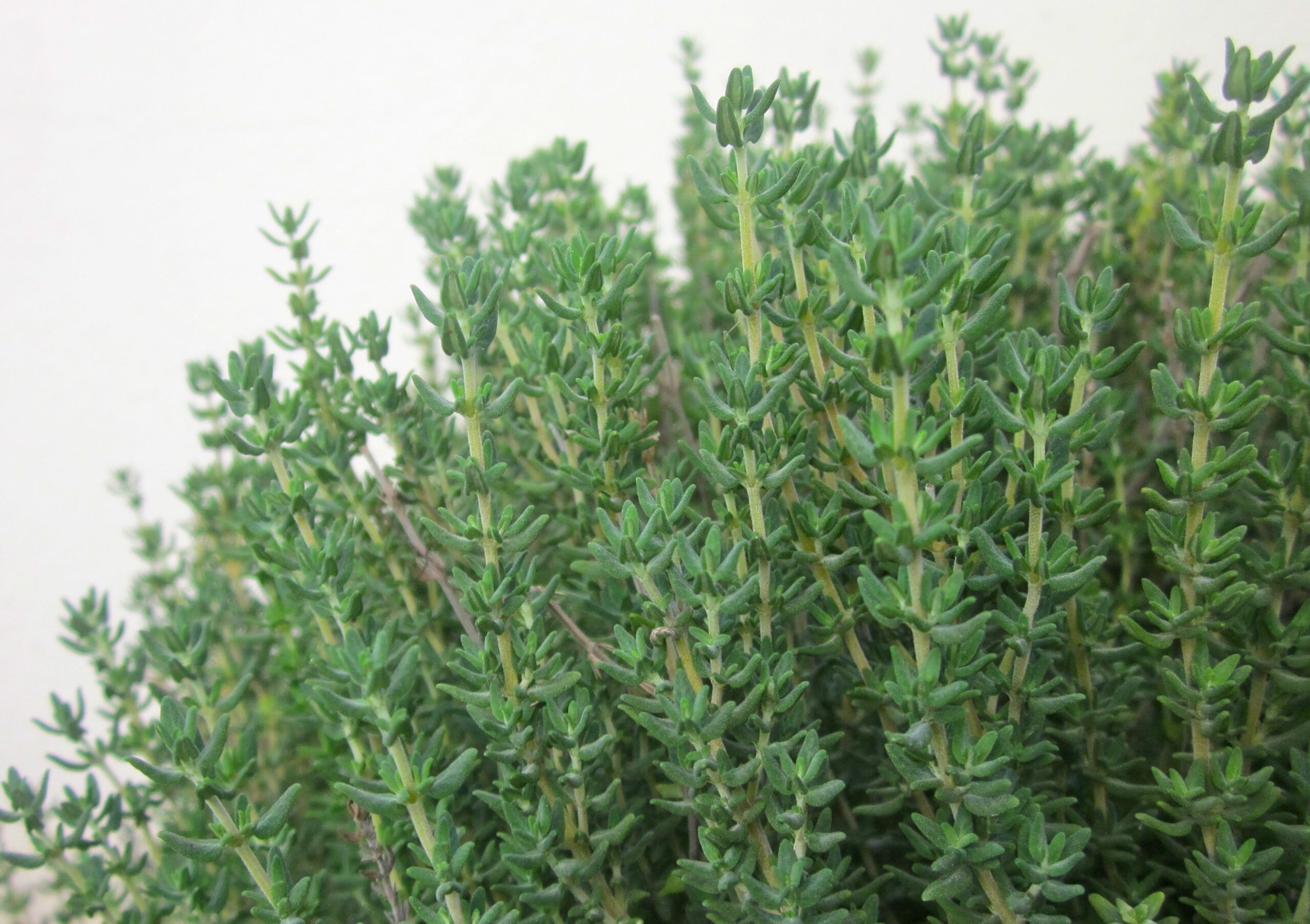 Thyme Essential Oil