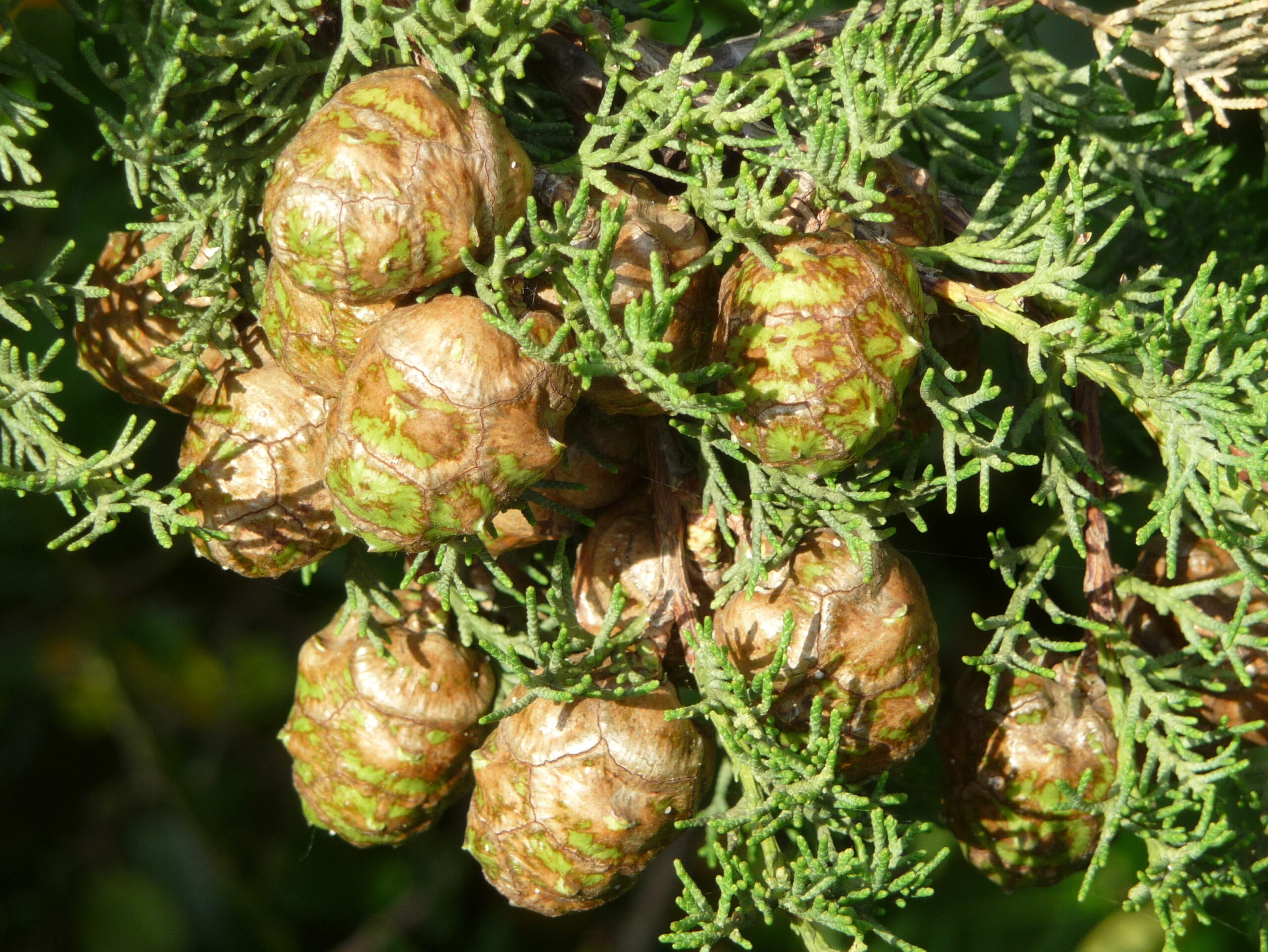 Cypress essential oil