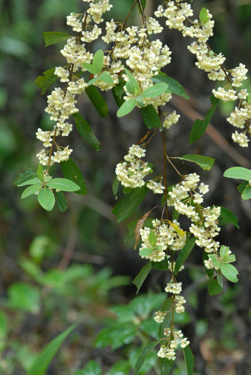 Litsea Cubeba Essential Oil